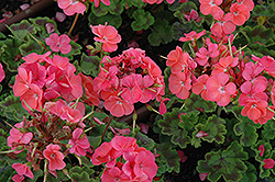 Horizon Salmon Geranium (Pelargonium 'Horizon Salmon') at Lakeshore Garden Centres