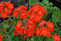 Horizon Orange Geranium (Pelargonium 'Horizon Orange') at Lakeshore Garden Centres