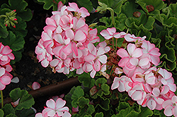 Horizon Petticoat Geranium (Pelargonium 'Horizon Petticoat') at Lakeshore Garden Centres