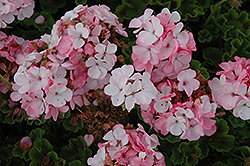 Horizon Appleblossom Geranium (Pelargonium 'Horizon Appleblossom') at Lakeshore Garden Centres