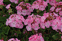 Horizon Lavender Geranium (Pelargonium 'Horizon Lavender') at Lakeshore Garden Centres