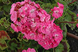 Horizon Deep Rose Geranium (Pelargonium 'Horizon Deep Rose') at Lakeshore Garden Centres
