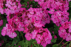 Horizon Neon Rose Geranium (Pelargonium 'Horizon Neon Rose') at Lakeshore Garden Centres