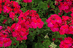 Horizon Violet Geranium (Pelargonium 'Horizon Violet') at Lakeshore Garden Centres