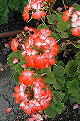 Pinto Premium Orange Bicolor Geranium (Pelargonium 'Pinto Premium Orange Bicolor') at Lakeshore Garden Centres