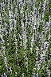 Strata Salvia (Salvia farinacea 'Strata') at Lakeshore Garden Centres