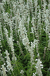 Victoria White Salvia (Salvia farinacea 'Victoria White') at Lakeshore Garden Centres