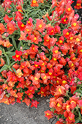 Candy Showers Orange Snapdragon (Antirrhinum majus 'Candy Showers Orange') at Lakeshore Garden Centres