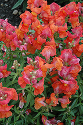 Speedy Sonnet Bronze Snapdragon (Antirrhinum majus 'Speedy Sonnet Bronze') at Lakeshore Garden Centres