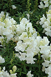 Speedy Sonnet White Snapdragon (Antirrhinum majus 'Speedy Sonnet White') at Lakeshore Garden Centres