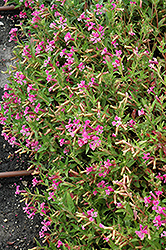 Sriracha Pink Cuphea (Cuphea llavea 'Sriracha Pink') at Lakeshore Garden Centres