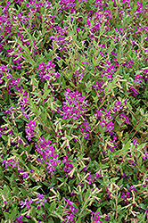 Sriracha Violet Cuphea (Cuphea llavea 'Sriracha Violet') at Lakeshore Garden Centres