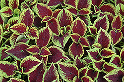 Kong Jr. Scarlet Coleus (Solenostemon scutellarioides 'Kong Jr. Scarlet') at Lakeshore Garden Centres