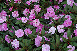 Divine Lavender New Guinea Impatiens (Impatiens hawkeri 'Divine Lavender') at Lakeshore Garden Centres