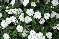 Divine White New Guinea Impatiens (Impatiens hawkeri 'Divine White') at Lakeshore Garden Centres