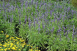 Fairy Queen Salvia (Salvia farinacea 'Fairy Queen') at Lakeshore Garden Centres