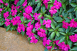 Divine Violet New Guinea Impatiens (Impatiens hawkeri 'Divine Violet') at Lakeshore Garden Centres
