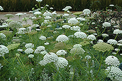 Bishop's Flower (Ammi majus) at Lakeshore Garden Centres