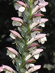 Hungarian Bear's Breeches (Acanthus hungaricus) at Lakeshore Garden Centres