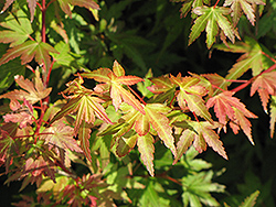 Coonara Pygmy Japanese Maple (Acer palmatum 'Coonara Pygmy') at Lakeshore Garden Centres