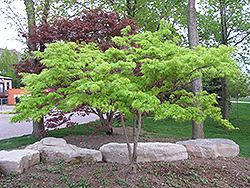 Kiri Nishiki Japanese Maple (Acer palmatum 'Kiri Nishiki') at Lakeshore Garden Centres