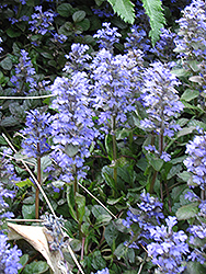 Blue Bugleweed (Ajuga genevensis) at Lakeshore Garden Centres