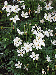 Snowdrop Windflower (Anemone sylvestris 'Grandiflora') at A Very Successful Garden Center