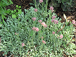 Rosy Pussytoes (Antennaria rosea) at Lakeshore Garden Centres