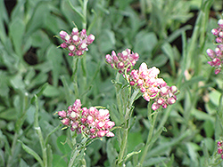 Rosy Pussytoes (Antennaria rosea) at Lakeshore Garden Centres