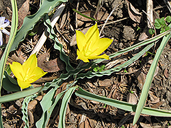Florentine Tulip (Tulipa sylvestris) at Lakeshore Garden Centres