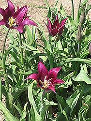 Purple Dream Tulip (Tulipa 'Purple Dream') at Peter Knippel Garden Centre