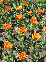 Blushing Apeldoorn Tulip (Tulipa 'Blushing Apeldoorn') at Peter Knippel Garden Centre