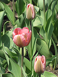 Design Impression Tulip (Tulipa 'Design Impression') at Peter Knippel Garden Centre