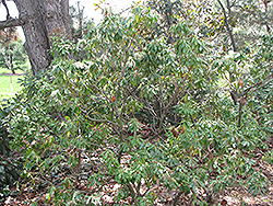 Karenoma Pieris (Pieris 'Karenoma') at Lakeshore Garden Centres