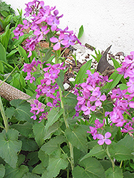 Biennial Money Plant (Lunaria annua) at Lakeshore Garden Centres