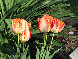 Apricot Parrot Tulip (Tulipa 'Apricot Parrot') at Lakeshore Garden Centres