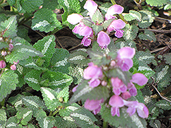 Roseum Spotted Dead Nettle (Lamium maculatum 'Roseum') at Lakeshore Garden Centres