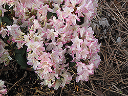 Ginny Rhododendron (Rhododendron 'Ginny') at Lakeshore Garden Centres