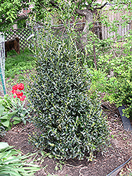 Golden Girl Meserve Holly (Ilex x meserveae 'Mesgolg') at Lakeshore Garden Centres