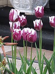 Rembrandt's FavoriteTulip (Tulipa 'Rembrandt's Favorite') at Lakeshore Garden Centres