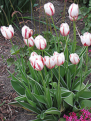 Carnaval de Rio Tulip (Tulipa 'Carnaval de Rio') at Lakeshore Garden Centres