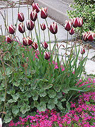 Leen Van der Mark Tulip (Tulipa 'Leen Van der Mark') at Lakeshore Garden Centres