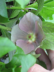 Snow Love Hellebore (Helleborus 'Snow Love') at Lakeshore Garden Centres