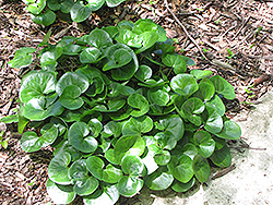 Panda Face Ginger (Asarum maximum 'Green Panda') at Lakeshore Garden Centres