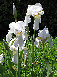 Hubble Space Telescope Iris (Iris 'Hubble Space Telescope') at Lakeshore Garden Centres