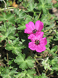 Ashy Cranesbill (Geranium cinereum) at Lakeshore Garden Centres