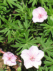 Vision Light Pink Cranesbill (Geranium sanguineum 'Vision Light Pink') at Lakeshore Garden Centres