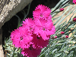 Badenia Pinks (Dianthus gratianopolitanus 'Badenia') at Lakeshore Garden Centres
