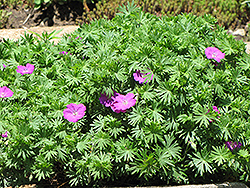 Ankum's Pride Cranesbill (Geranium 'Ankum's Pride') at Lakeshore Garden Centres