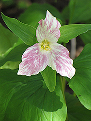 Rose Trillium (Trillium grandiflorum 'var. roseum') at Lakeshore Garden Centres